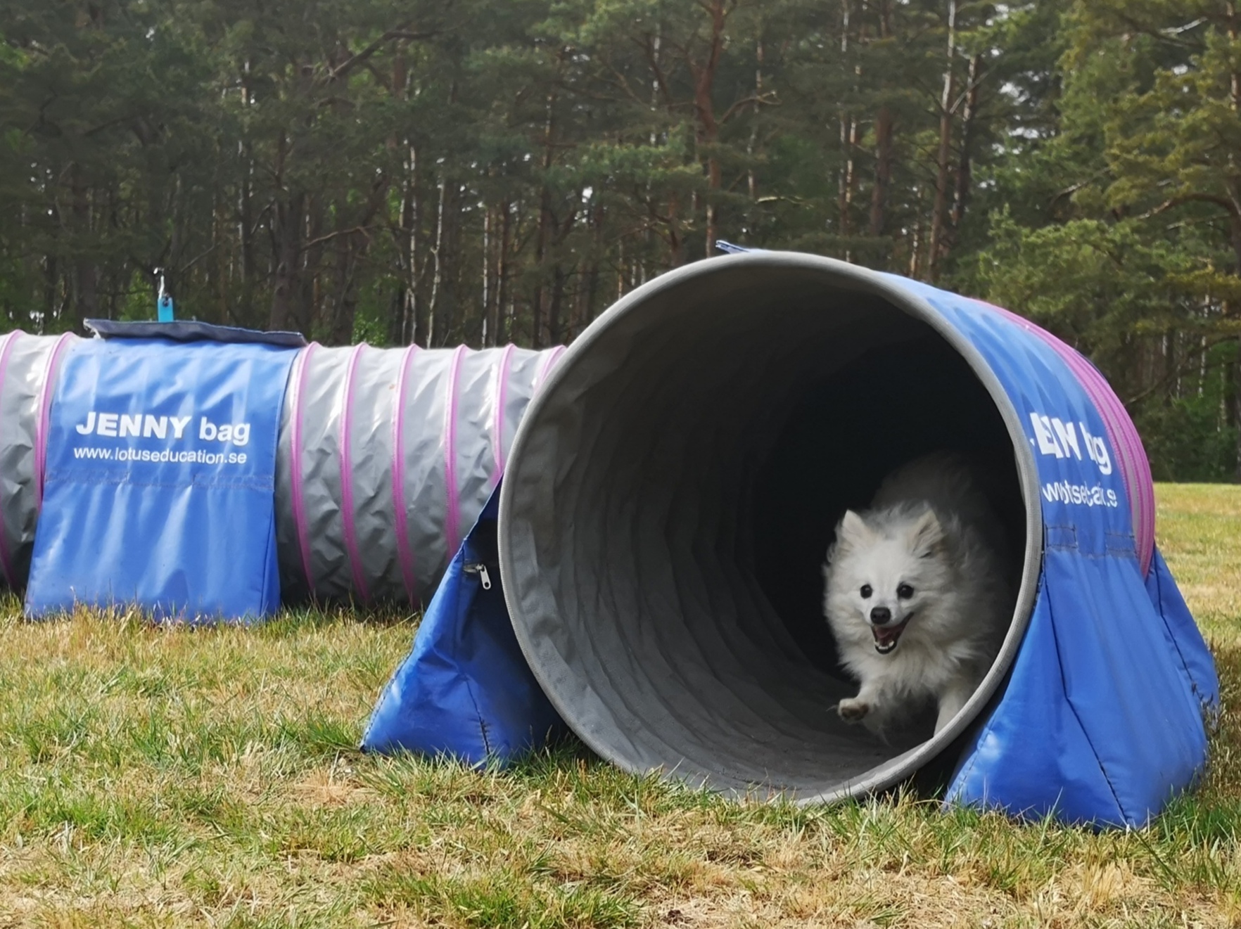 Foto: Zara Elfvelin