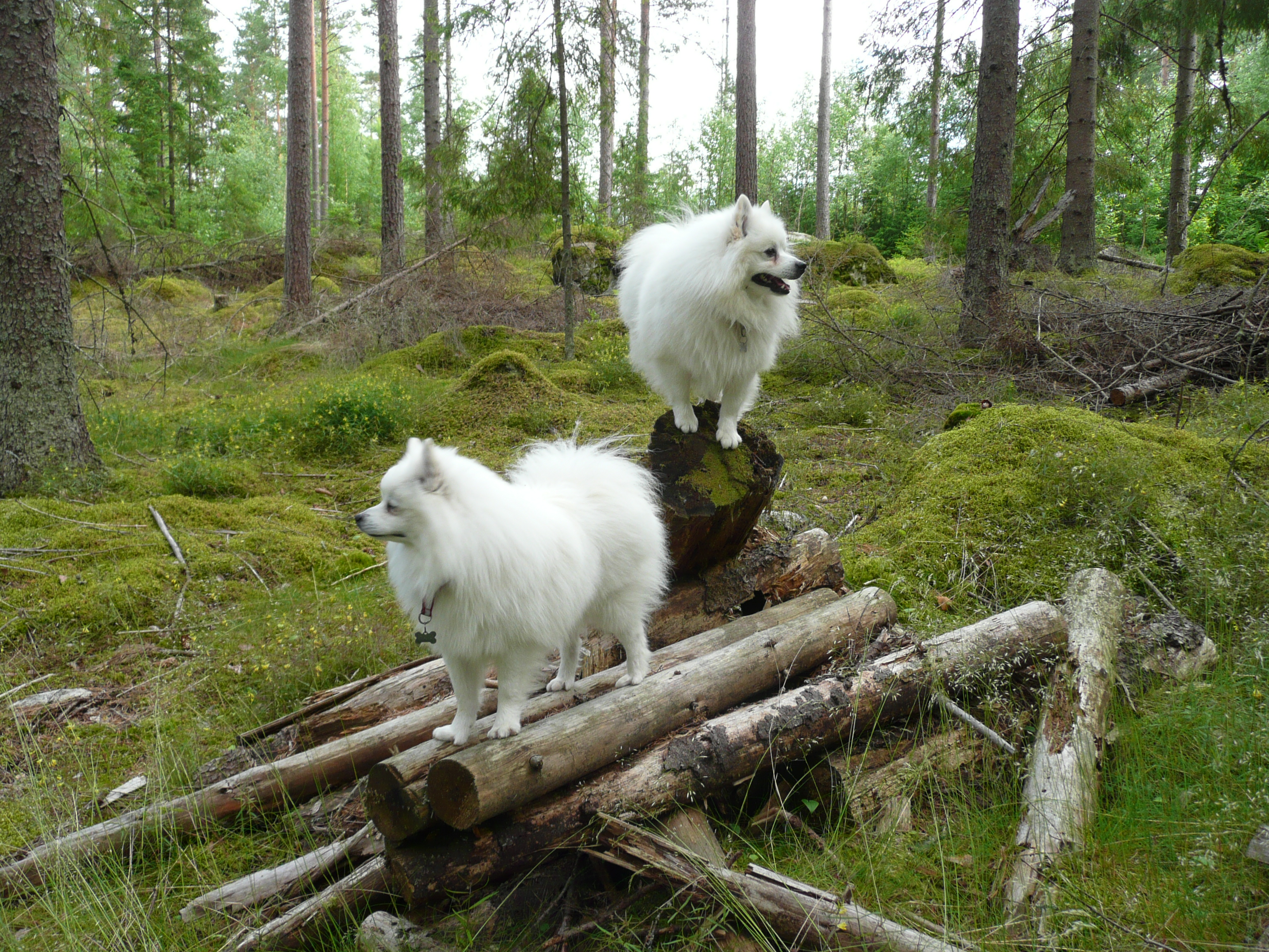 Foto: Kerstin Hammarquist