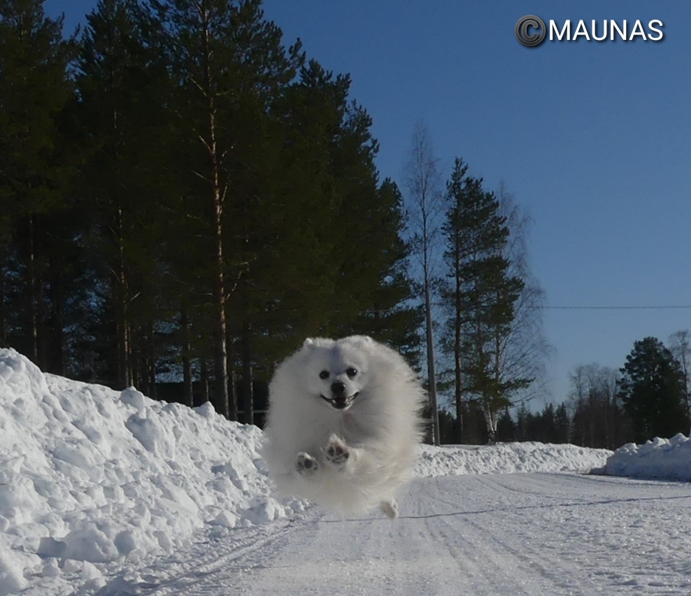 Foto: Mauritz Näsänen