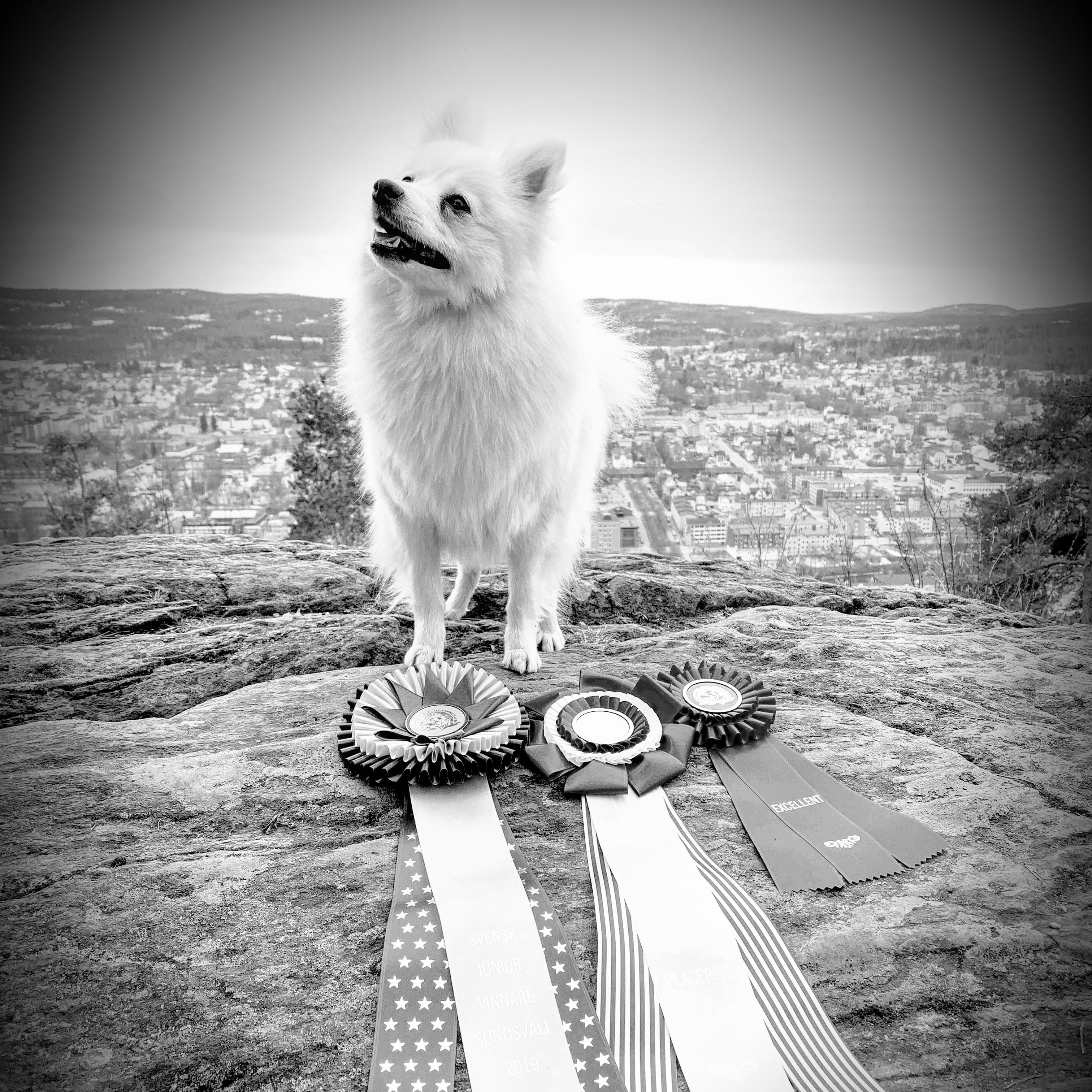Foto: Jennifer Jonasson