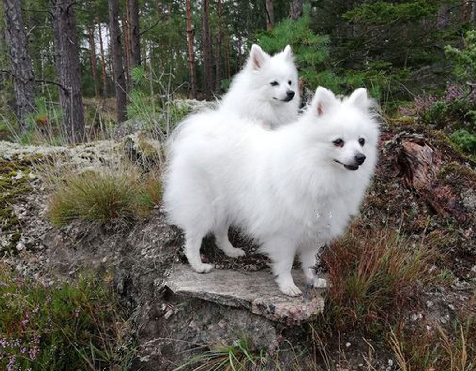 Foto: Suzanne Lindskog