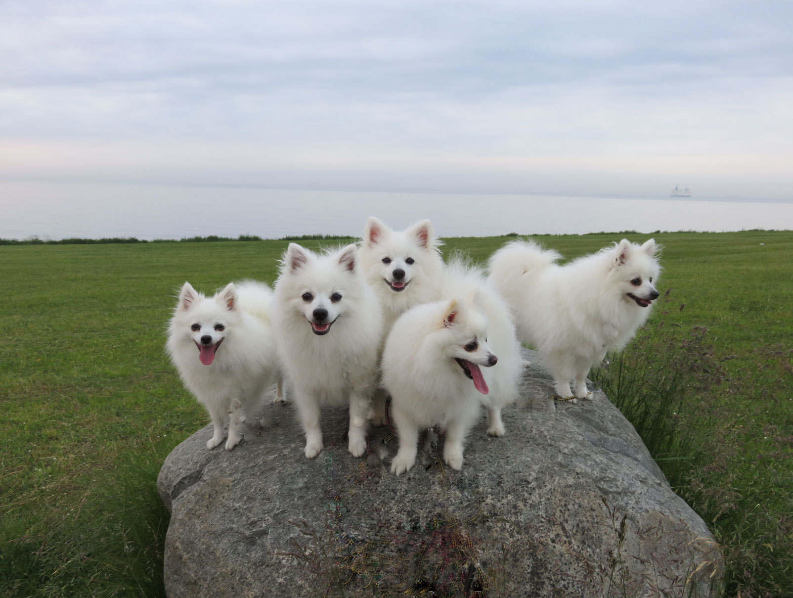 Foto: Suzanne Lindskog