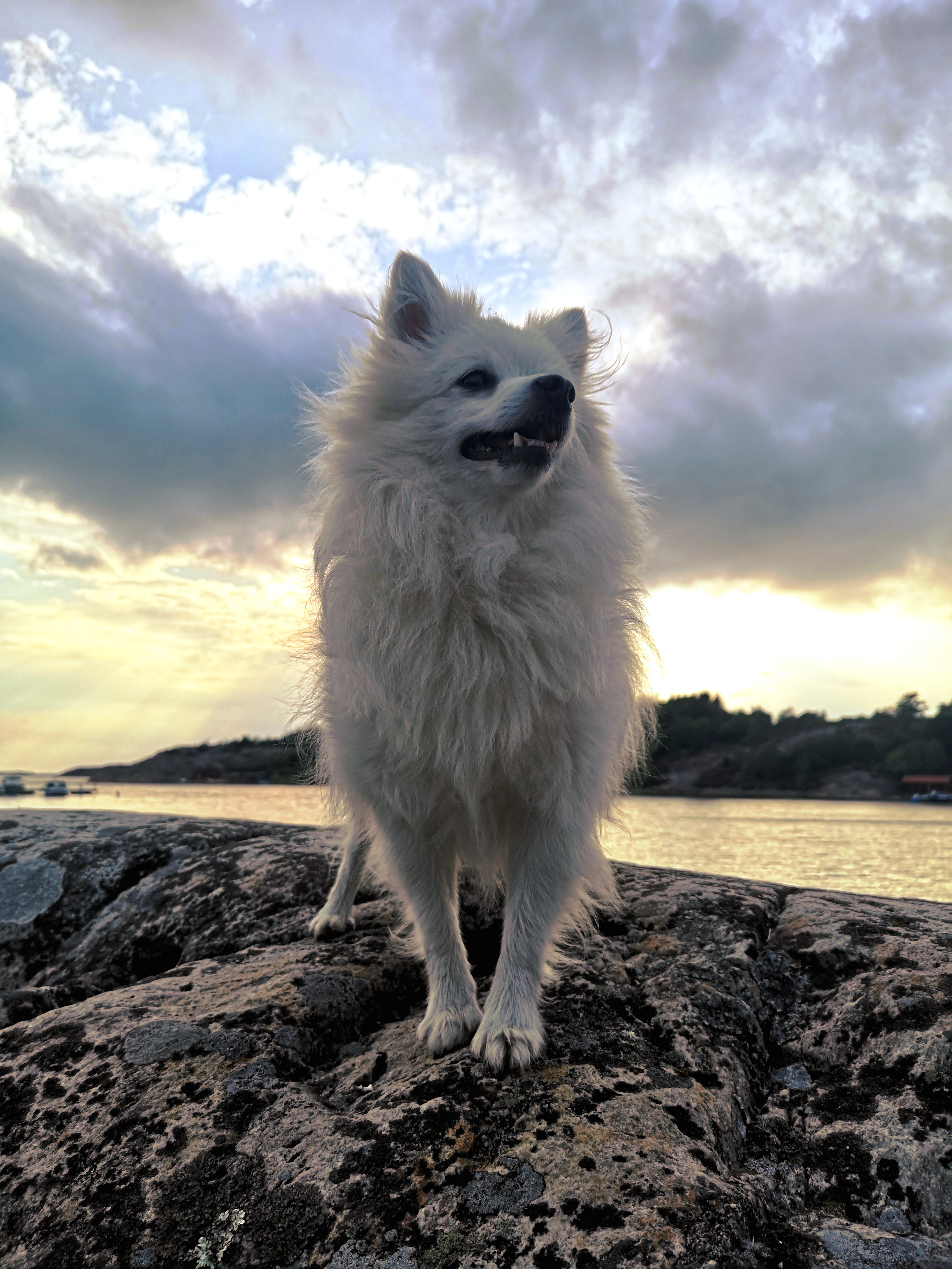 Foto: Zara Elfvelin
