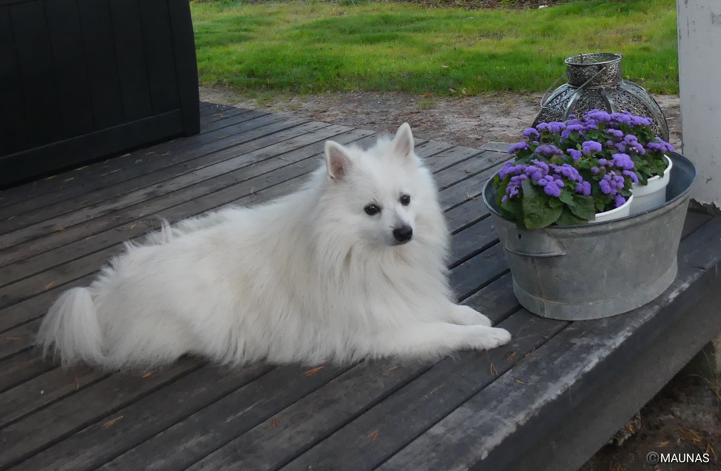 Foto: Mauritz Näsänen