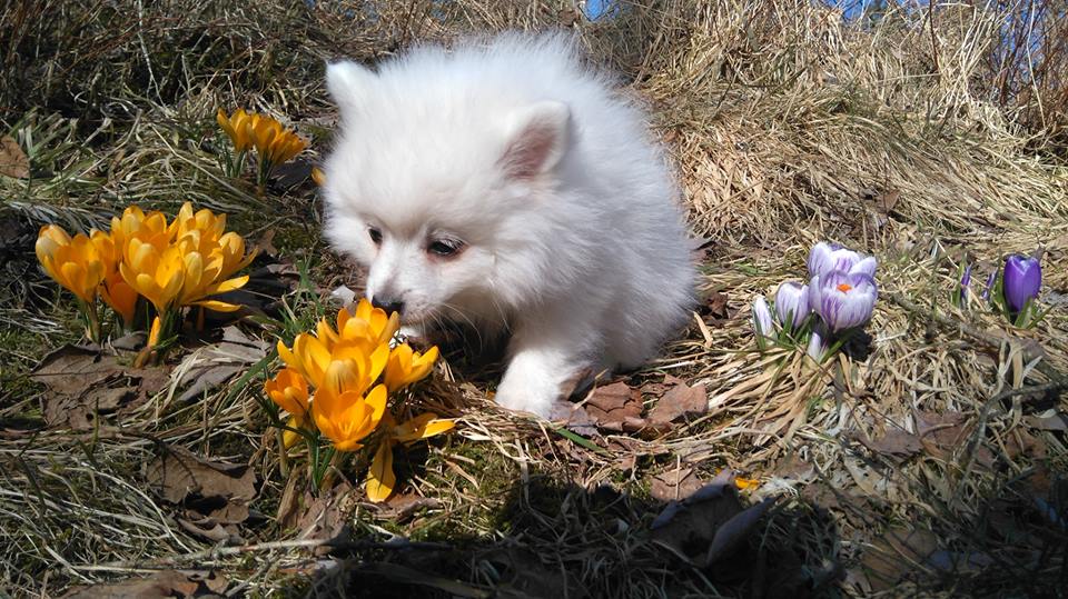 Foto: Suzanne Lindskog